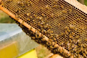 Beehive Management Techniques Stampe: Beekeeping