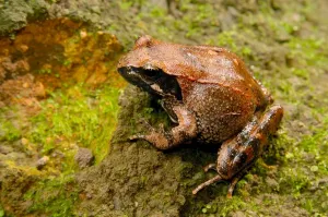 Frog Wildlife Photography Stampe: Frog