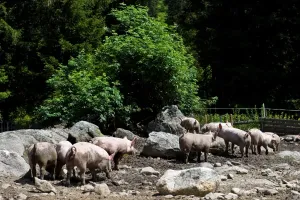 Horizontal Animal Photography Stampe: Pigs