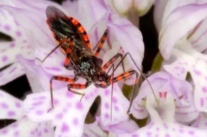 Insect Photography Nature Stampe: Reduvio