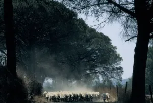 Fauna Images Stampe: Sheep