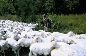 Flock Of Sheep Images Stampe: Sheeps