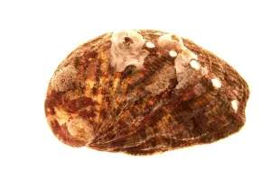 Invertebrate Animal Pictures Stampe: Shell