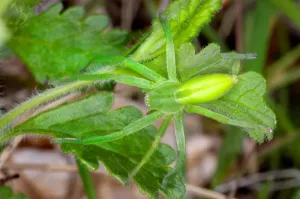 Flora And Fauna Photos Stampe: Spider