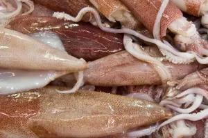 Orizzontale Stampe: Squids