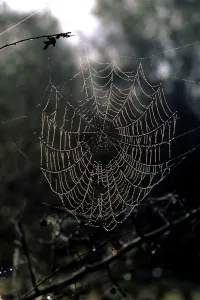Stampe di Cobweb Verticale Stampe: Cobweb