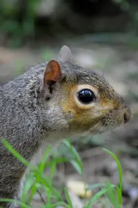 Squirrel Images Stampe: Squirrel