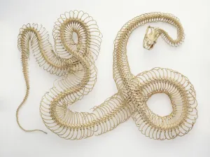 Stampe di Ossatura di Python Scienza E Tecnologia Stampe: Osteo di Python