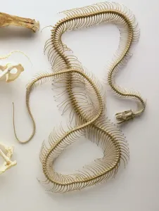 Stampe di Scheletro di Python, teschio con mandibola inferiore caduta, colonna vertebrale lunghezza intera del corpo, molte vertebre, coste paiose Scienza E Tecnologia Stampe: Scheletro di Python, cranio con mandibola inferiore caduta