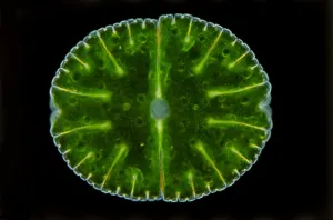 Scatto In Studio Stampe: Un'immagine di un desmidiotto al microscopio.