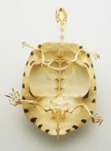 Zoology Images Stampe: Below bottom view of the whole skeleton of a turtle with thin bones inside a thick protective shell