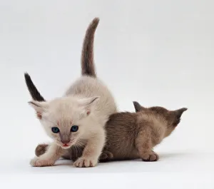 Stampe di Gatti siamesi che giocano Siamese Stampe: Gatti siamesi che giocano.