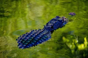 Stati Uniti, Florida, Everglades: alligatore della Florida.