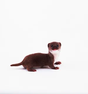 Small Mammal Images Stampe: Young weasel
