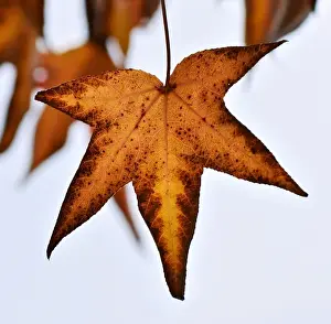 Australian Autumn Leaves Stampe: Autumn Leaf