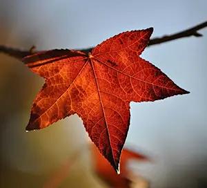 Nature Photography Victoria Stampe: Autumn leaf