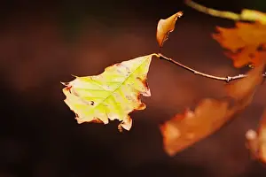Australian Autumn Leaves Stampe: Autumn leaf