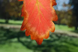 Australian Autumn Leaves Stampe: Autumn leaf