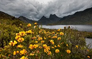 Cradle Mountain Tasmania Stampe: cloudy cradle mountain
