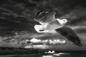Australian Seascapes Stampe: In Flight