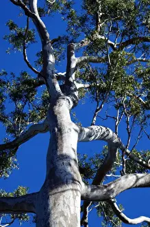 Eucalyptus Tree Photos Stampe: Gum tree