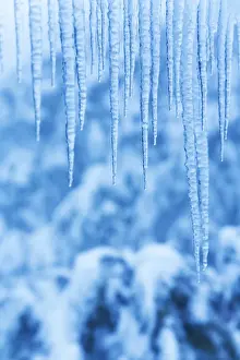 Australian Winter Landscapes Stampe: Icicles in snow