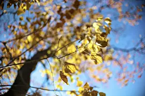Low Angle View Of A Tree Stampe: Leaves