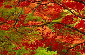 Australian Autumn Landscapes Stampe: Maple trees in autumn