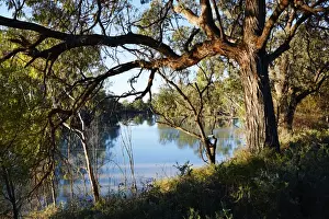 Murray River Australia Stampe: Murray River