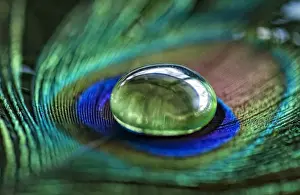 Selective Focus Photography Tips Stampe: Peacock feather