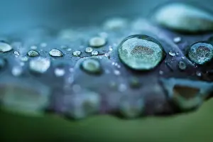 New South Wales Photography Stampe: Rain drops