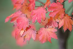 Nature Photography In Australia Stampe: Red Maple