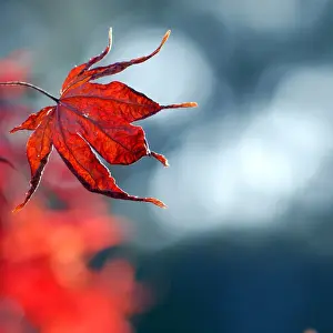 Australian Autumn Leaves Stampe: Red maple
