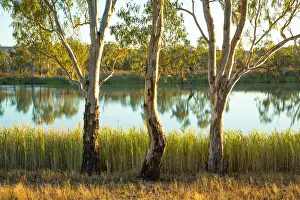 Tranquil Australian Landscapes Stampe: Three river gums