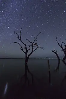 Eucalyptus Tree Silhouette Stampe: Stargazing