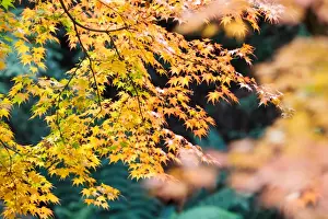 Nature Photography In Australia Stampe: Yellow Maple