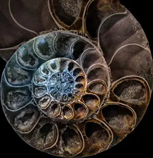 Ammonite Fossil Stampe: Ammonite 2