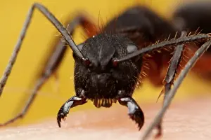 Yellow Background Images Stampe: Ant attack
