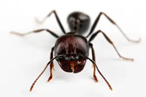 White Background Insect Images Stampe: Ant macro