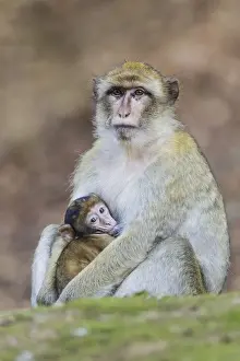 Old World Monkeys In Captivity Stampe: Barbary Macaque -Macaca sylvanus