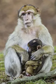 Motherly Love In Animals Stampe: Barbary Macaque -Macaca sylvanus