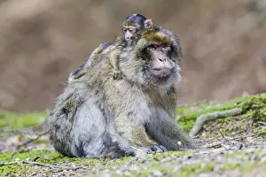 Captive Primate Stampe: Barbary Macaque -Macaca sylvanus