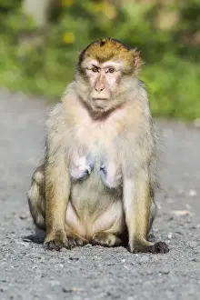 Captive Primate Photography Stampe: Barbary Macaque -Macaca sylvanus-, adult, captive, Rhineland-Palatinate, Germany