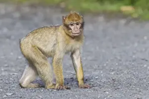 Captive Primate Stampe: Barbary Macaque -Macaca sylvanus-, adult, captive, Rhineland-Palatinate, Germany