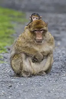 Old World Monkey Portrait Stampe: Barbary Macaque -Macaca sylvanus