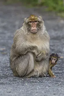 Rhineland Palatinate Animals Stampe: Barbary Macaque -Macaca sylvanus