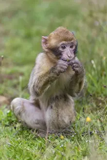 Animals In Captivity Photos Stampe: Barbary Macaque -Macaca sylvanus-, young, captive, Rhineland-Palatinate, Germany