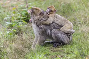 Endangered Primate Conservation Stampe: Barbary Macaque -Macaca sylvanus-, adult and young, captive, Rhineland-Palatinate, Germany