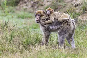 Captive Monkey Photos Stampe: Barbary Macaque -Macaca sylvanus-, adult and young, captive, Rhineland-Palatinate, Germany