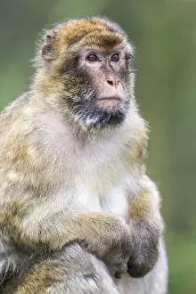 Cercopithecidae Family Photos Stampe: Barbary Macaque -Macaca sylvanus-, adult, captive, Rhineland-Palatinate, Germany